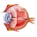 cornea 1