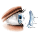cornea